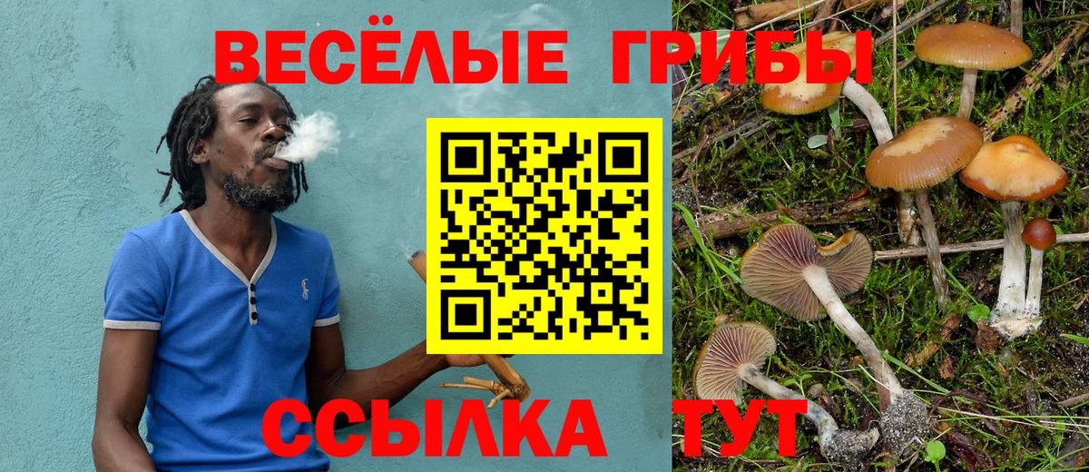 Галлюциногенные грибы Psilocybine cubensis Чайковский